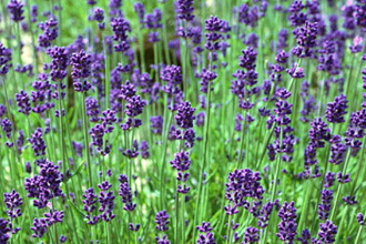 숙소에서 차로 10분거리 사계절 아름다운 풍경을 자랑하는 여행지입니다. 사계절 아름다운 풍경을 자랑하는 여행지입니다. 사계절 아름다운 풍경을 자랑하는 여행지입니다.